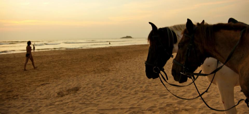 Horse riding up the mountains image