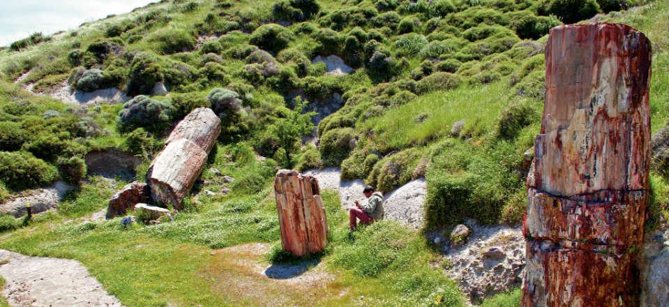 Explore the Petrified Forest image