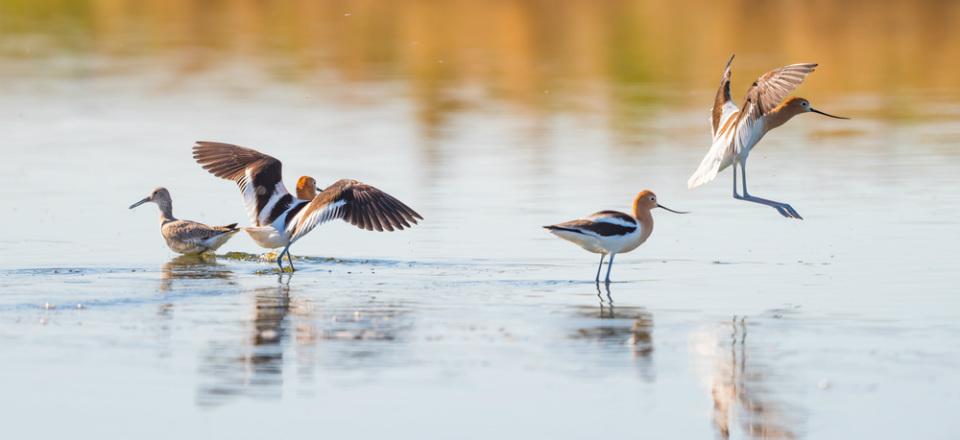 Kalloni Salt Pans image