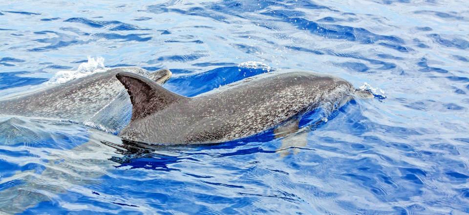 Whale Watching In Madeira Portugal image