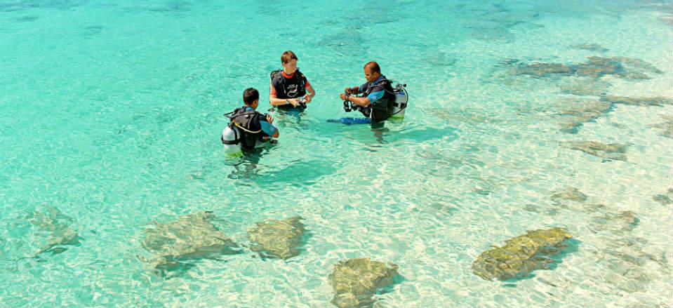 Diving In The Maldives image