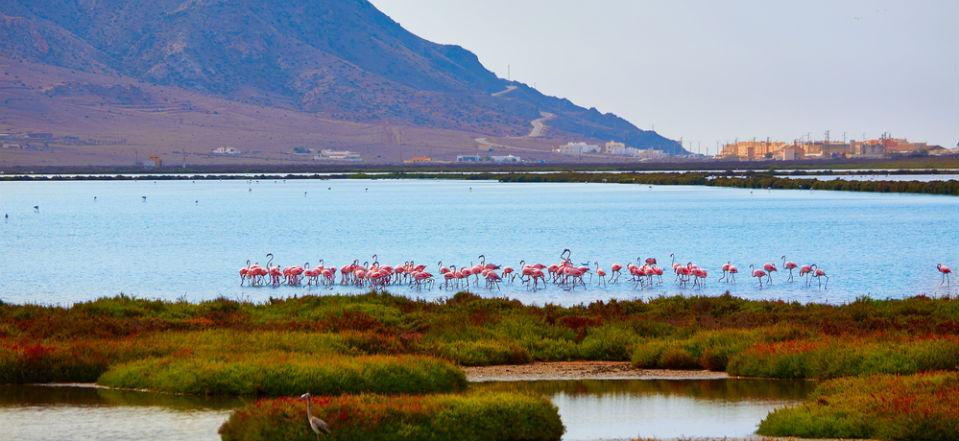 Visit Roquetas de Mar's Nature Reserve image